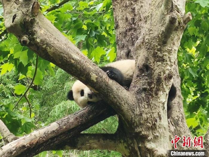 经济观察：如何更好守护“国宝”？大熊猫国家公园探索保护新路径 成都熊猫基地 国家公园 大熊猫 行业新闻 第1张