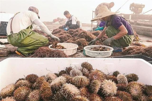海洋经济，拉动大连经济增长的重要引擎 海洋强国 经济 海洋经济 行业新闻 第4张