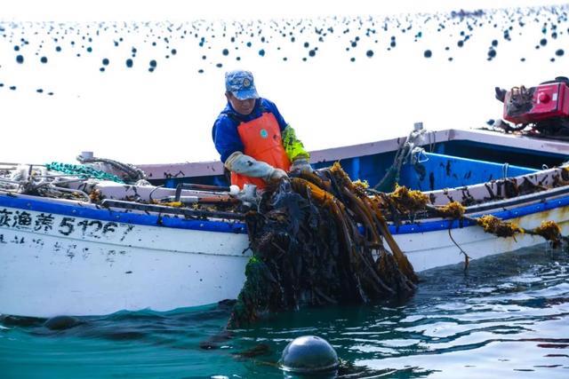 海洋经济，拉动大连经济增长的重要引擎 海洋强国 经济 海洋经济 行业新闻 第6张