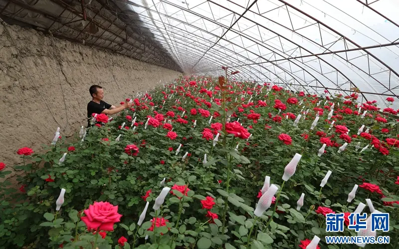 乡味丨辽中玫瑰：“美丽经济”绽放致富“花路” 李红林 六间房 辽中 行业新闻 第2张