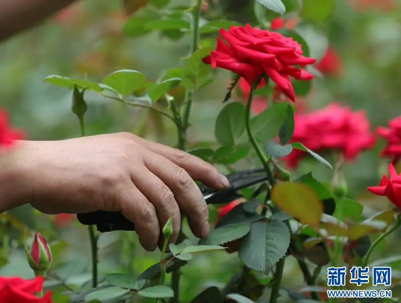 乡味丨辽中玫瑰：“美丽经济”绽放致富“花路” 李红林 六间房 辽中 行业新闻 第3张