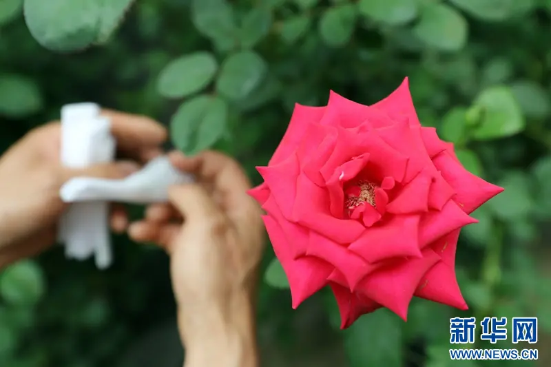 乡味丨辽中玫瑰：“美丽经济”绽放致富“花路” 李红林 六间房 辽中 行业新闻 第5张