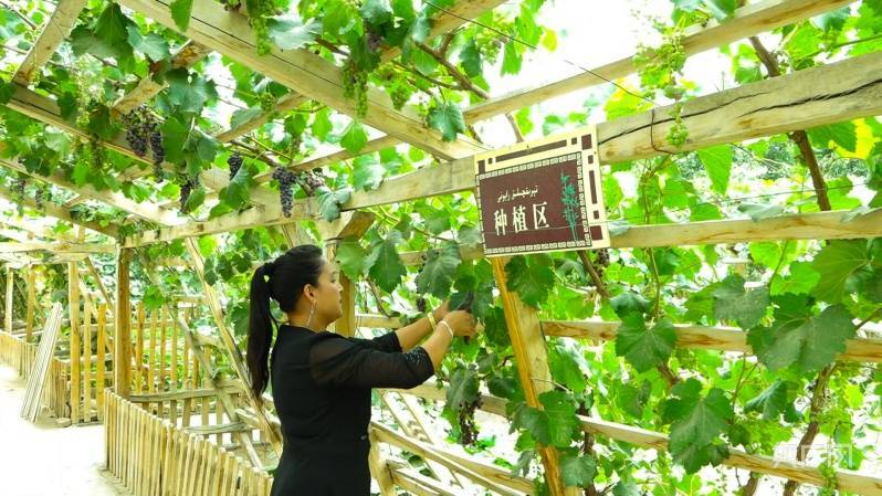 县域新貌丨庭院经济助力乡村振兴 农民 农业 三农 行业新闻 第2张