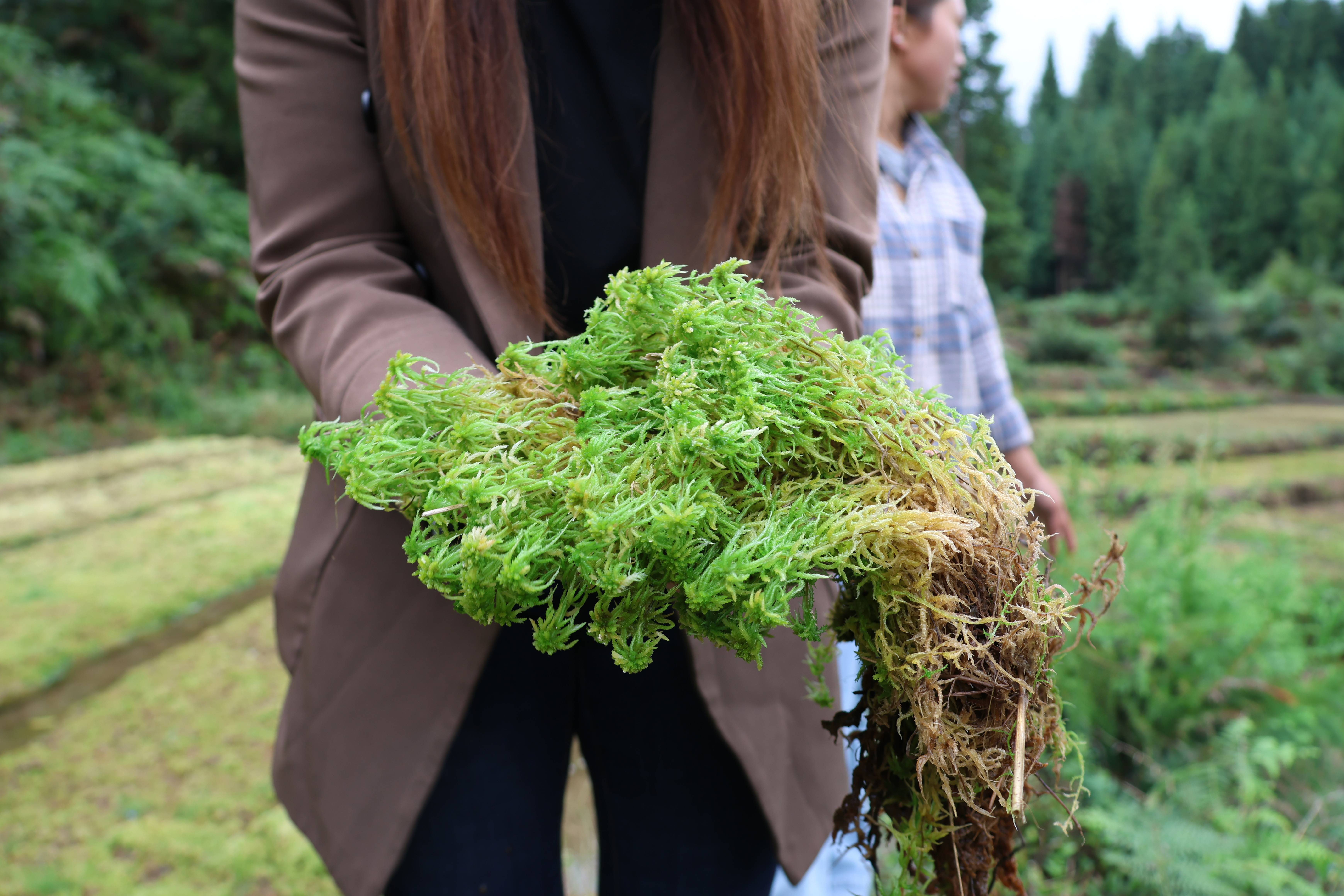 大方县兴隆乡：高山海花与大棚鲜花，共绘特色经济新画卷 种植业 三农 农业 行业新闻 第2张