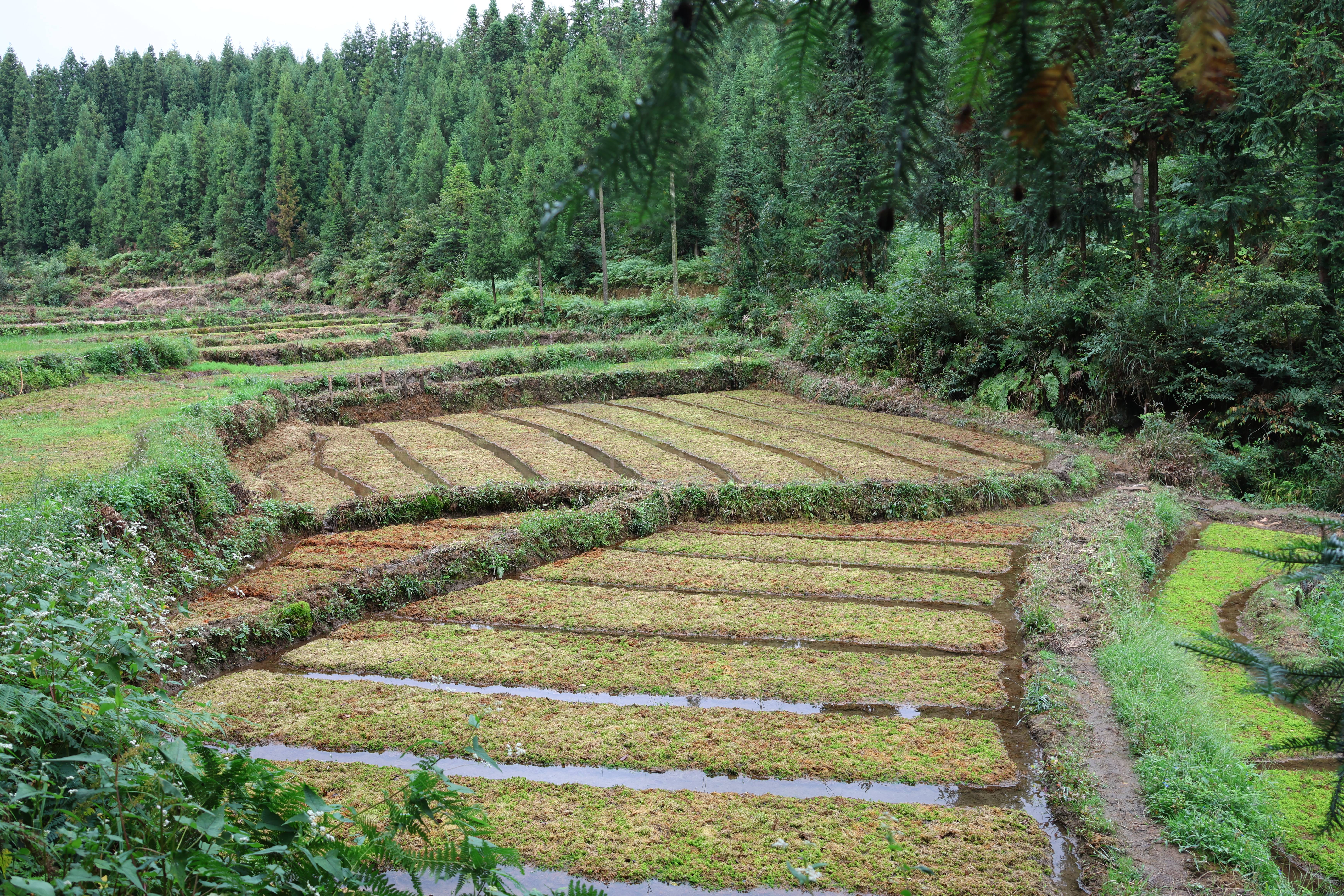 大方县兴隆乡：高山海花与大棚鲜花，共绘特色经济新画卷 种植业 三农 农业 行业新闻 第5张