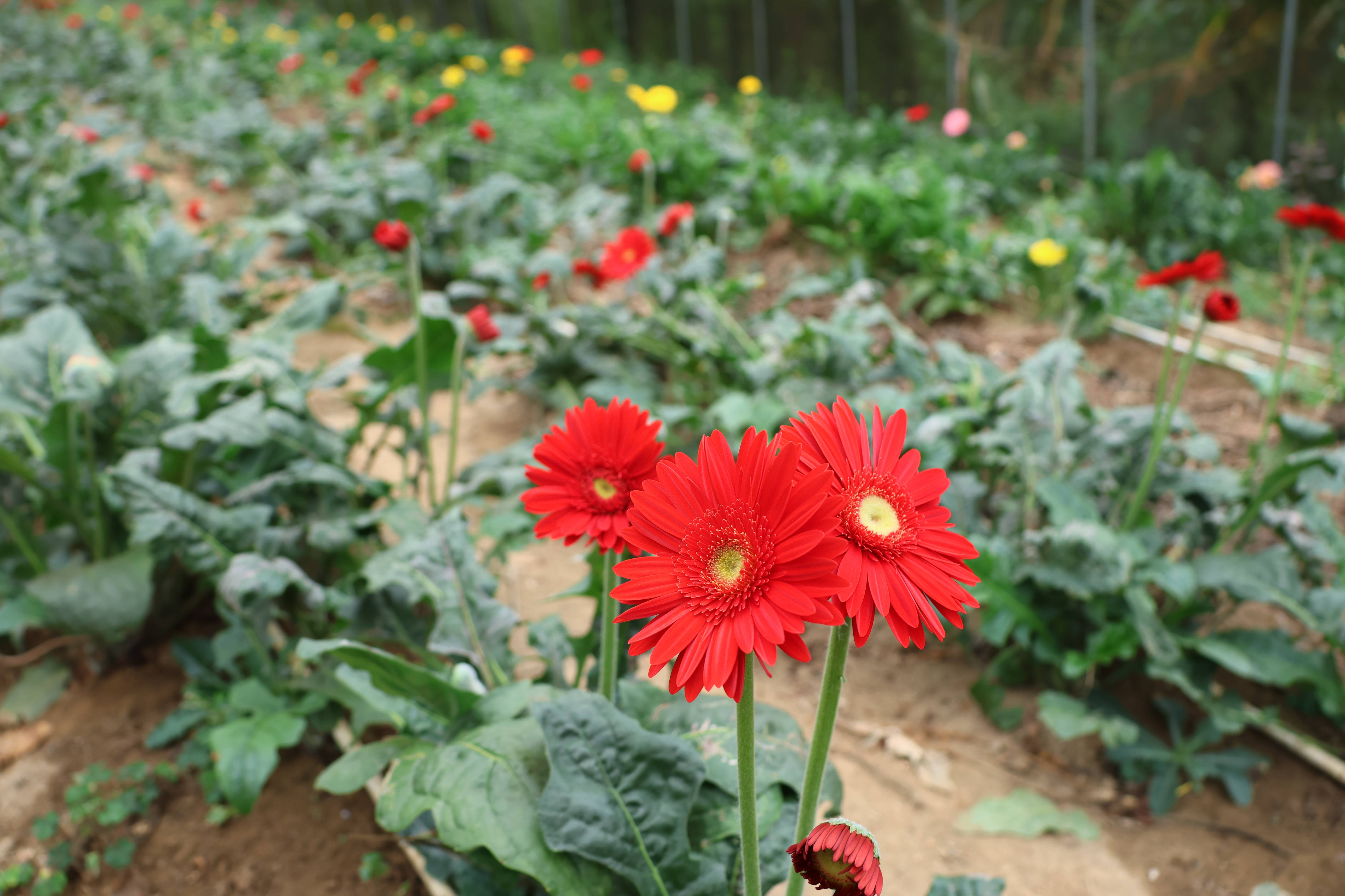 大方县兴隆乡：高山海花与大棚鲜花，共绘特色经济新画卷 种植业 三农 农业 行业新闻 第8张