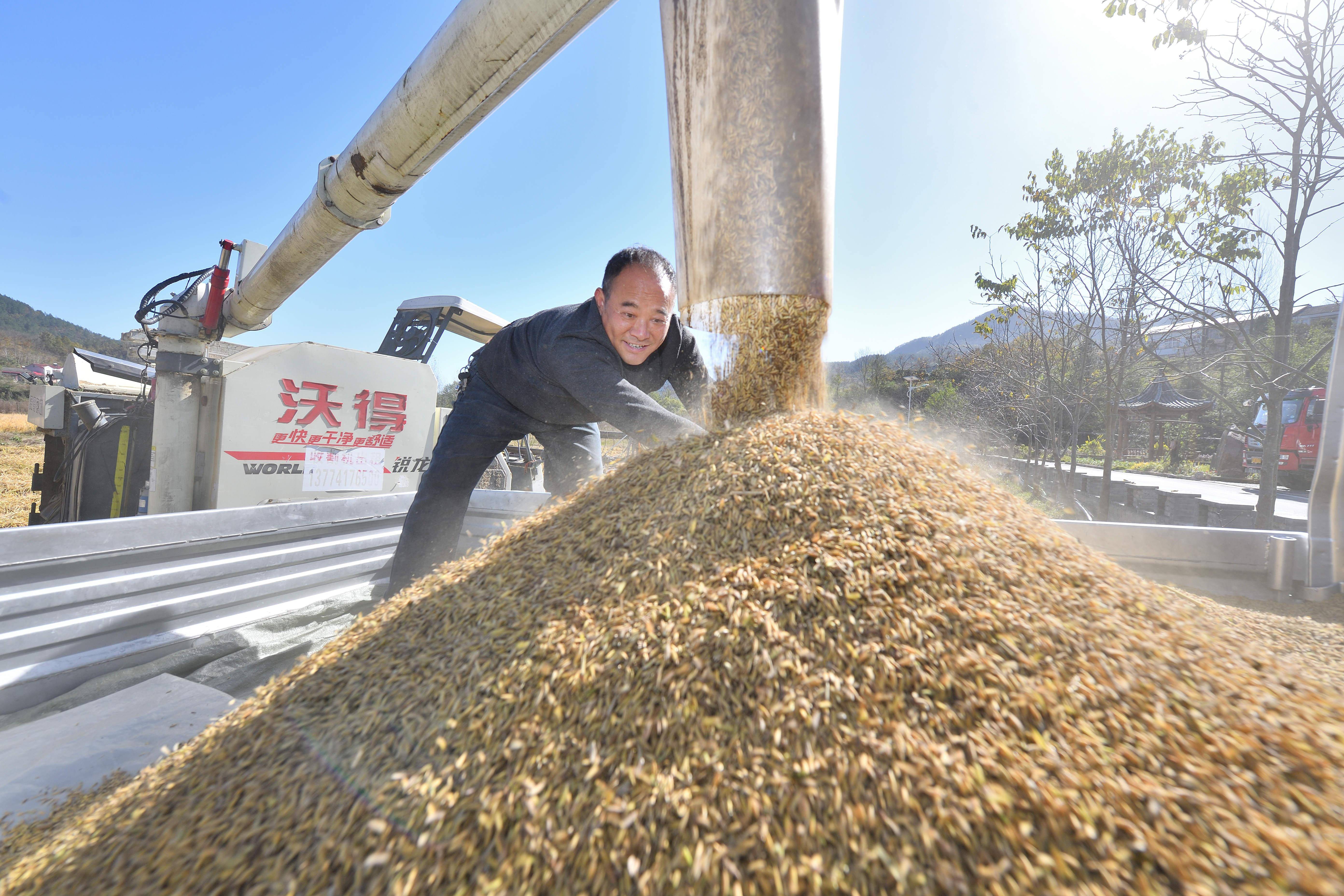 #（经济）初冬农忙 三农 农民 行业新闻 第5张