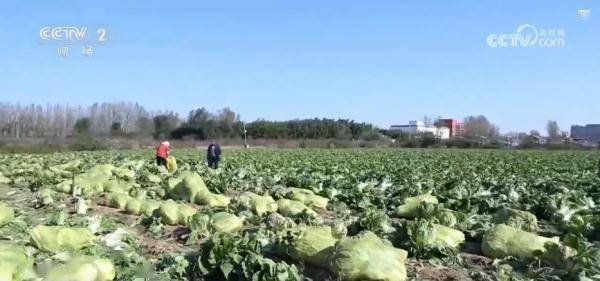 中国经济“加速跑” 消费市场“多面开花”为经济发展添动力 行业新闻 第13张