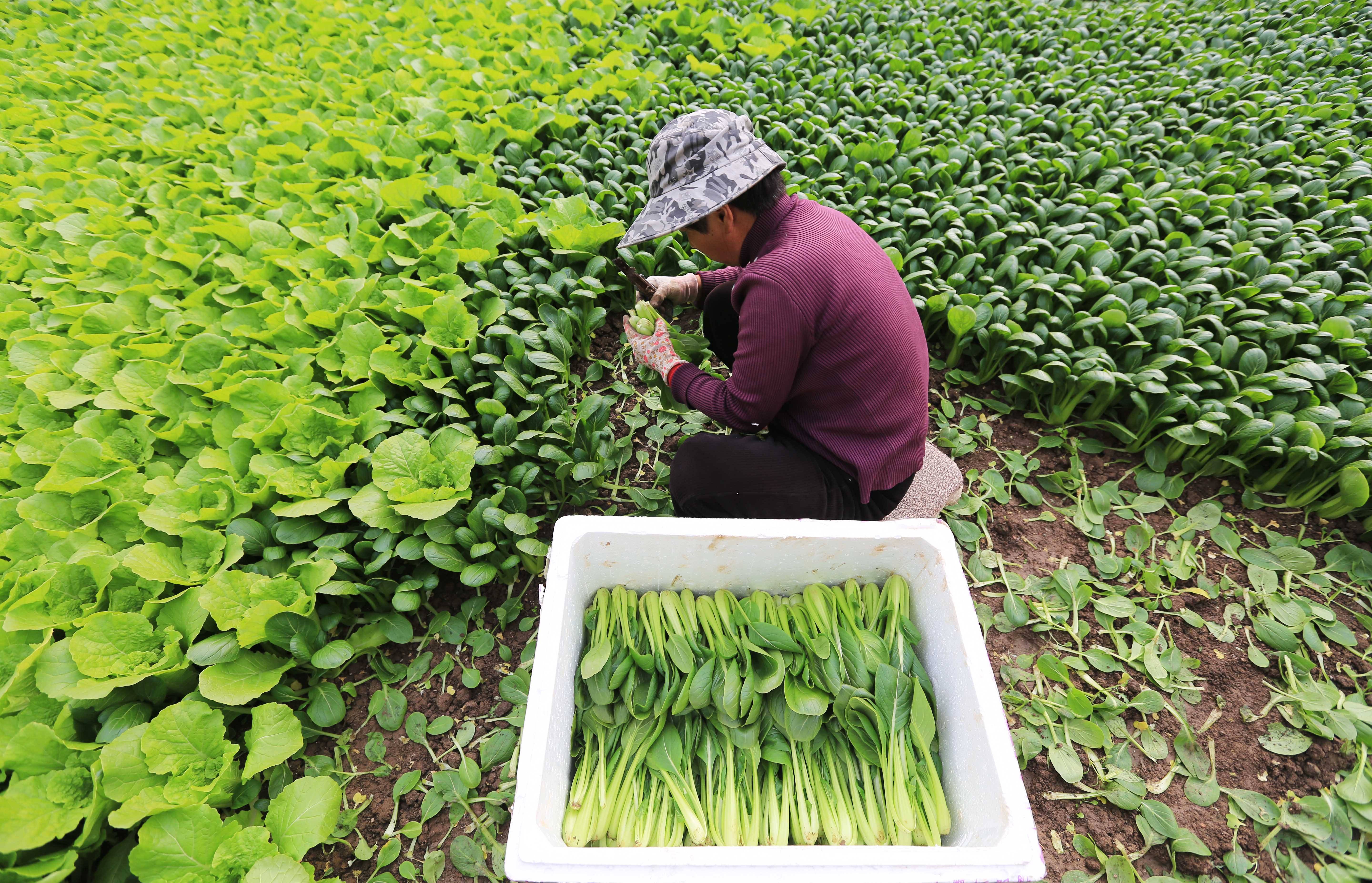 #（经济）隆冬时节农事忙 三农 农业 行业新闻 第5张